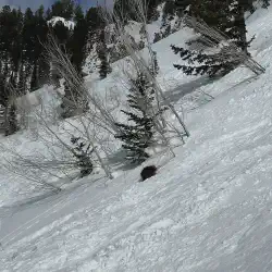 A wild porcupine at Snowbird